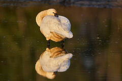 Cygnus columbianus columbianus