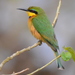 Southern Little Bee-Eater - Photo (c) copper, some rights reserved (CC BY-NC), uploaded by copper