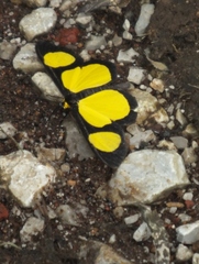 Cyllopoda jatropharia