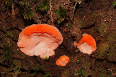 Tyromyces pulcherrimus image