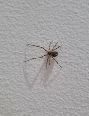 Cryptachaea veruculata