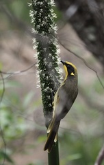 Lichenostomus melanops