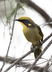 Lichenostomus melanops