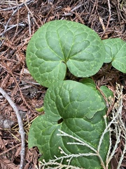 Asarum caudatum