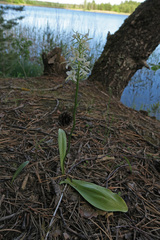 Platanthera bifolia