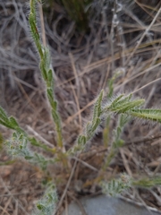 Hysterionica jasionoides
