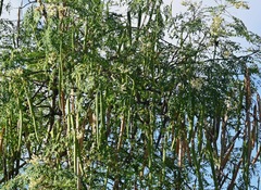 Moringa