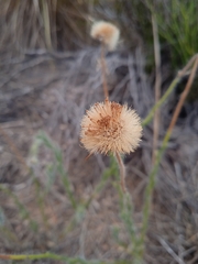Hysterionica jasionoides