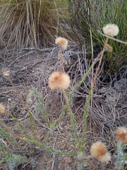 Hysterionica jasionoides