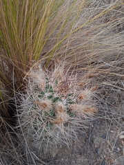 Eriosyce strausiana strausiana