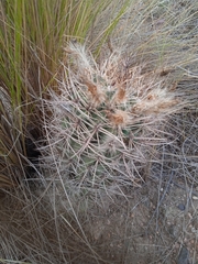 Eriosyce strausiana strausiana