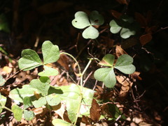 Oxalis dumetorum