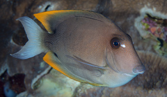 Ctenochaetus tominiensis