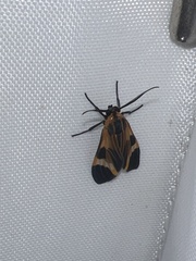 Dycladia