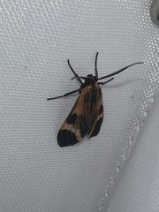 Dycladia