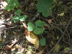 Oxalis dumetorum