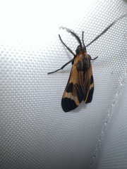 Dycladia