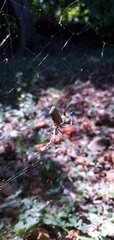 Trichonephila clavipes