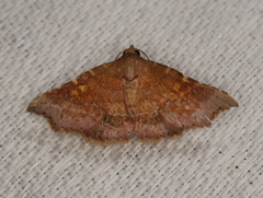 Corgatha omopis