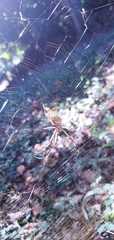 Trichonephila clavipes