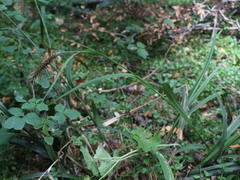 Carex erinacea