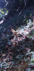 Trichonephila clavipes