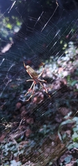 Trichonephila clavipes