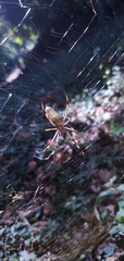 Trichonephila clavipes
