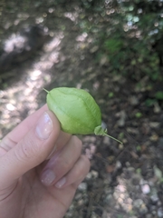 Cardiospermum grandiflorum