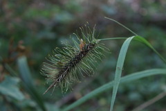 Carex erinacea