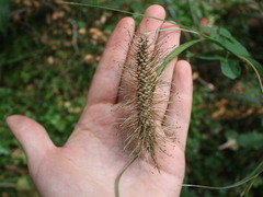 Carex erinacea