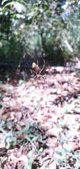 Trichonephila clavipes