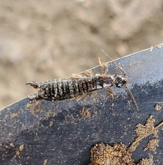 Euborellia annulipes