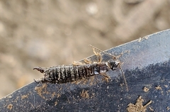Euborellia annulipes