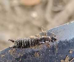 Euborellia annulipes