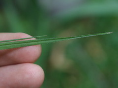 Carex erinacea