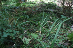 Carex erinacea