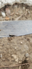 Euborellia annulipes