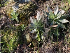 Dudleya cymosa