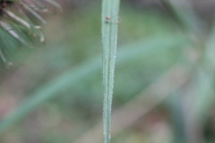 Carex erinacea