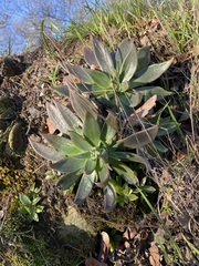 Dudleya cymosa