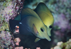 Zebrasoma scopas
