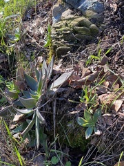 Dudleya cymosa