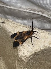 Dycladia
