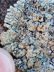 Rhizoplaca chrysoleuca