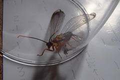 Nymphes