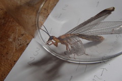 Nymphes