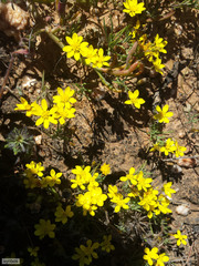 Rhynchopsidium pumilum