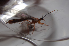 Nymphes