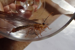 Nymphes